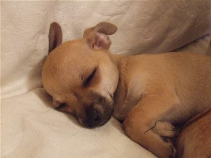 Chihuahua Armani billede 1