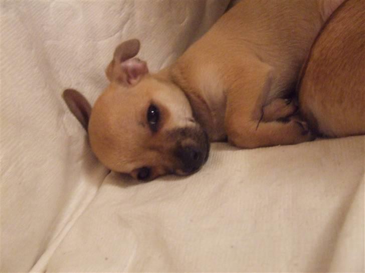 Chihuahua Armani billede 2