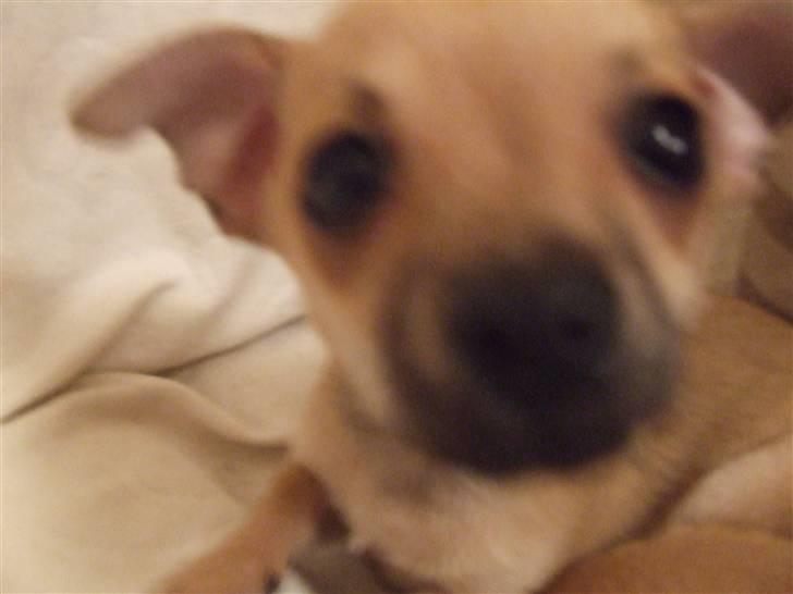 Chihuahua Armani billede 3