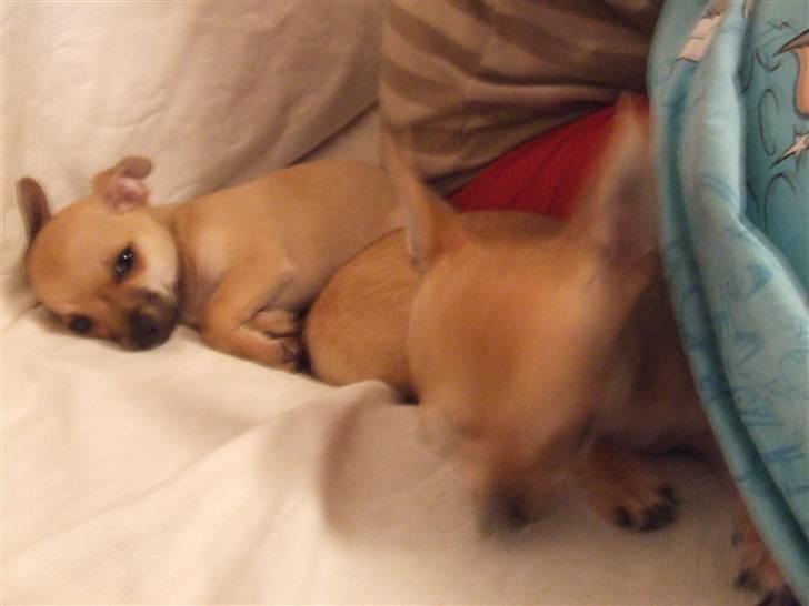 Chihuahua Armani billede 4