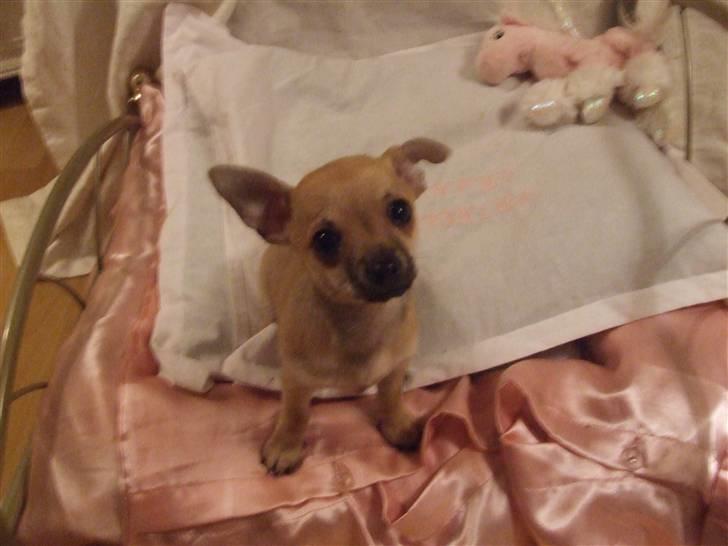 Chihuahua Armani billede 5