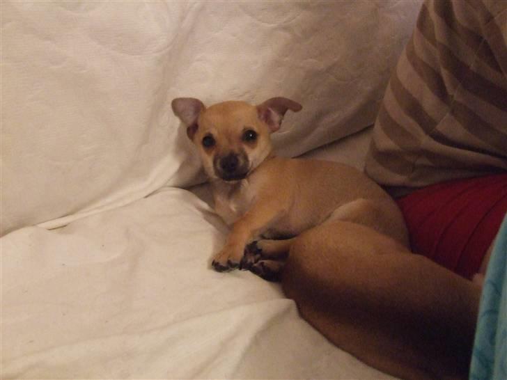 Chihuahua Armani billede 6