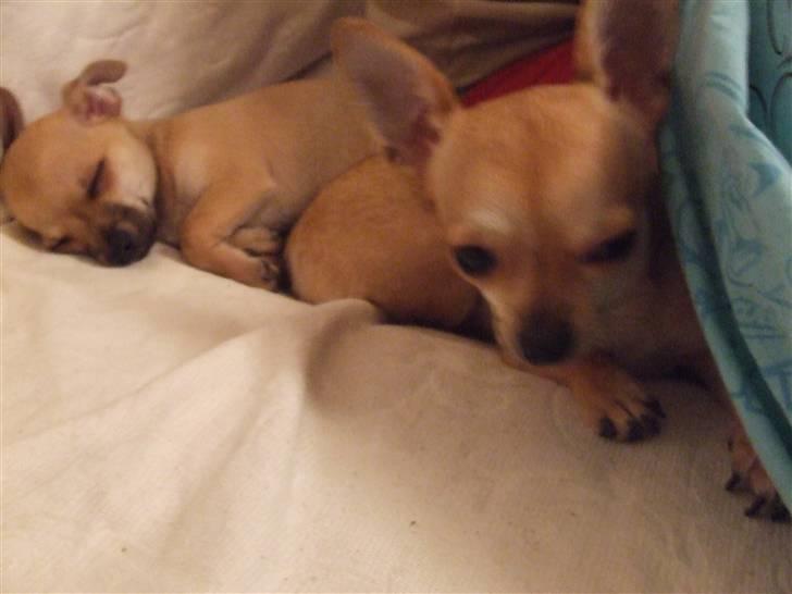 Chihuahua Armani - Her ligger jeg lige og putter med søster Chanel<3 billede 7