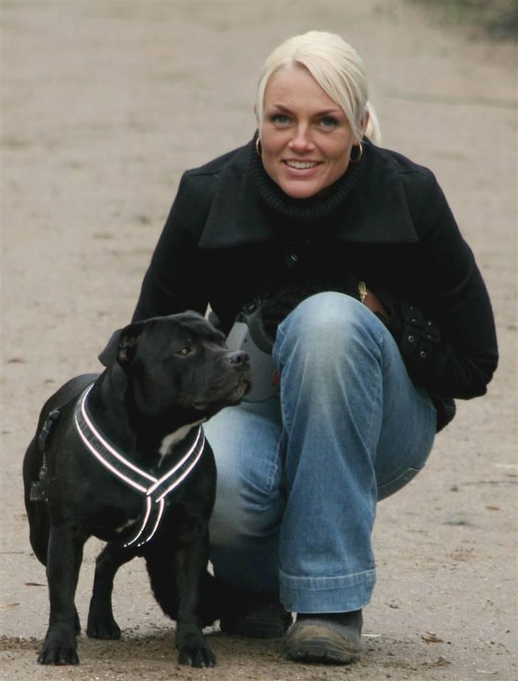 Staffordshire bull terrier Manse billede 17