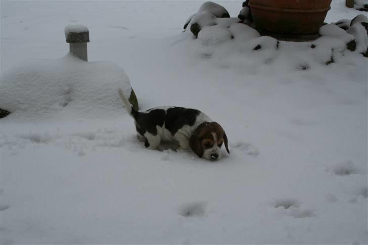 Beagle Sopwith Camels Lady Like - Lady som lille i sneen. billede 1