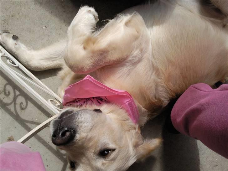 Golden retriever Soey - Mit et og alt! <3 billede 1