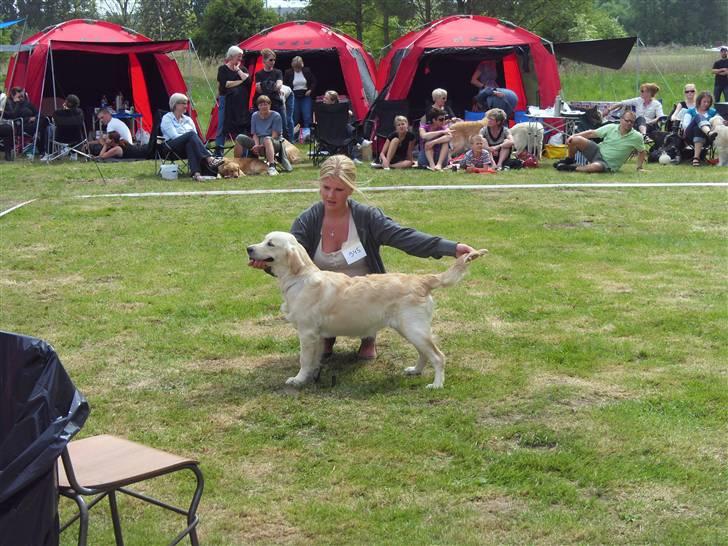 Golden retriever Soey - Til udstilling, hvor vi vandt - og fik SÅ flotte ord!  billede 2
