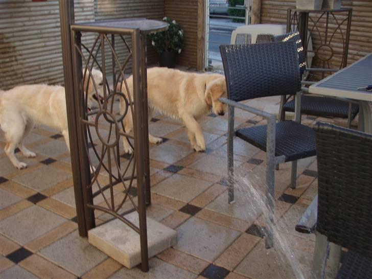 Golden retriever Soey - De to søstre skal fange vandet.. :D Soey i baggrunden og Sille der er i action.  billede 3