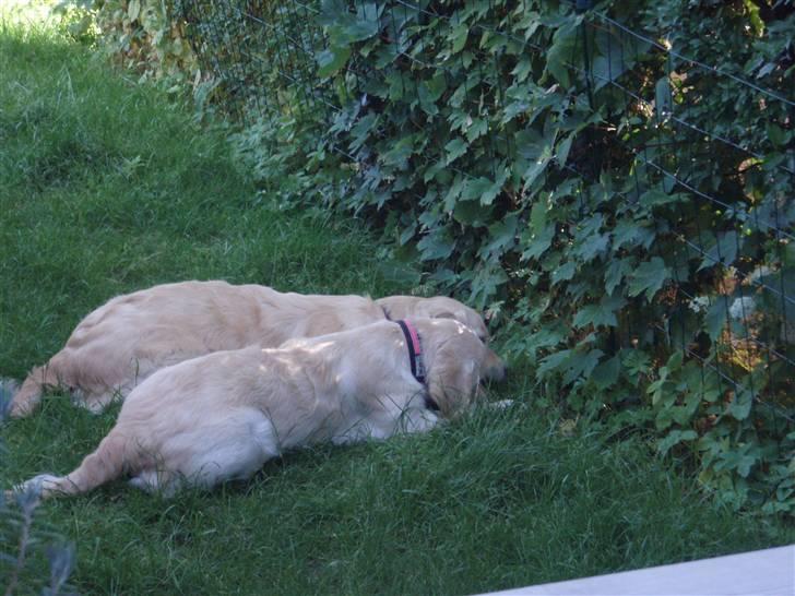 Golden retriever Soey - De to piger..  billede 4