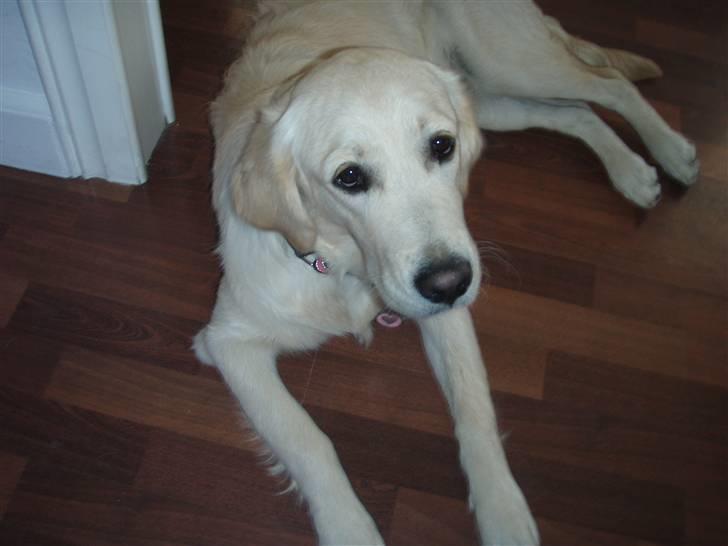 Golden retriever Soey - Min smukke Soey..  billede 5