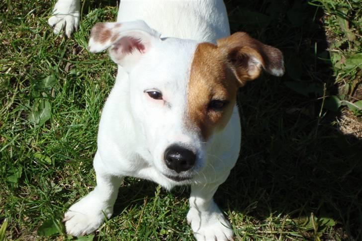 Jack russell terrier Thess billede 14