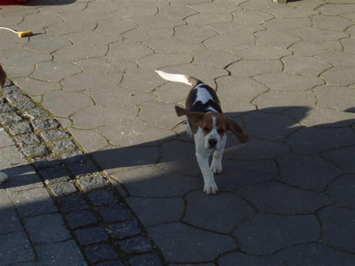 Beagle Sopwith Camels Lady Like - Vent på mig, jeg skal med ind. billede 2