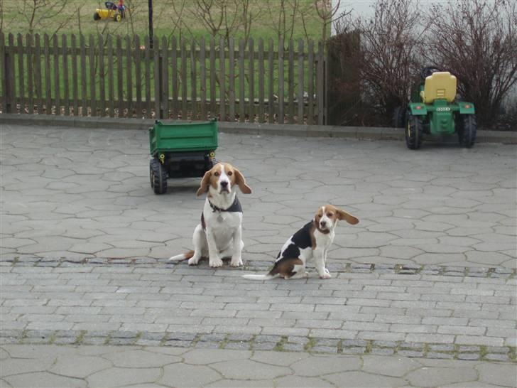 Beagle Sopwith Camels Lady Like - Vind i ørene. billede 3