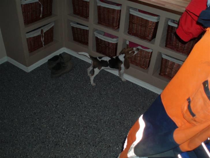 Beagle Sopwith Camels Lady Like - Kan der være noget spændende i kurven?  billede 4