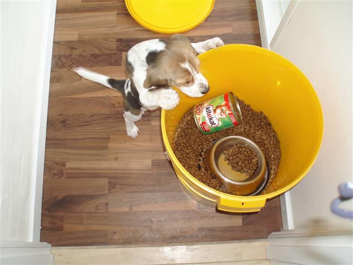 Beagle Sopwith Camels Lady Like - ØV, bare jeg var lidt større. billede 5