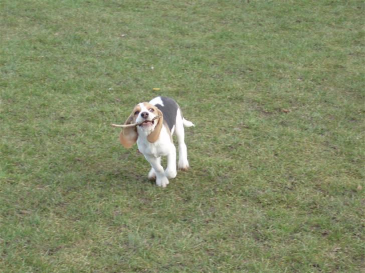 Beagle Sopwith Camels Lady Like - FULD FART... billede 6