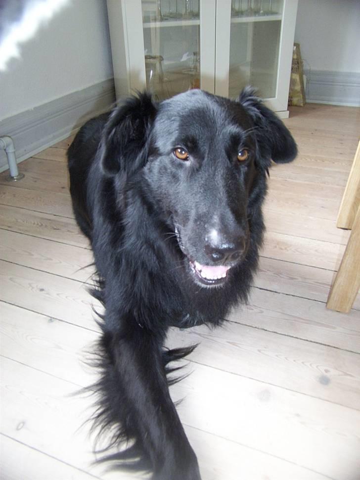 Blanding af racer Bjørn billede 1