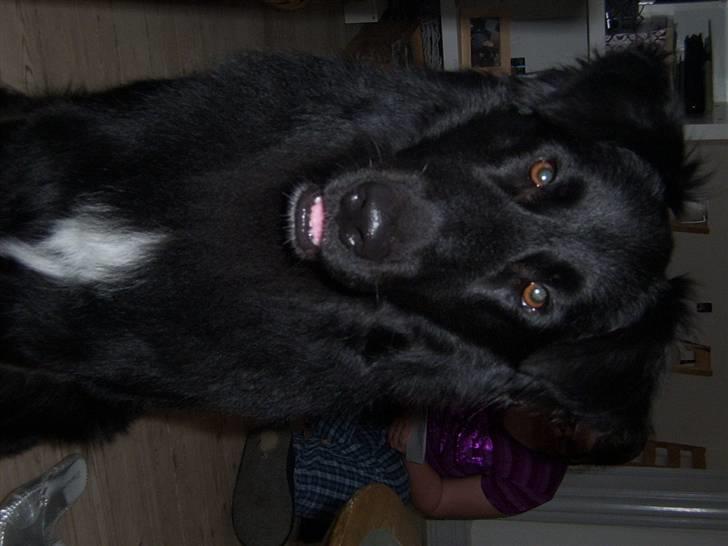 Blanding af racer Bjørn billede 2