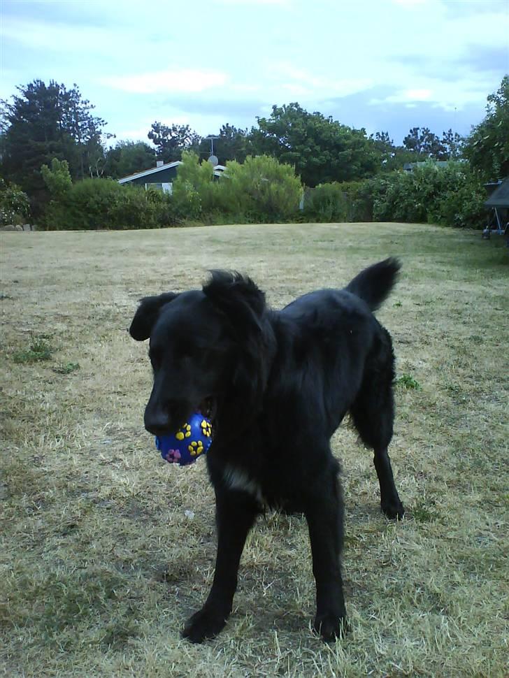 Blanding af racer Bjørn - Elsker at lege med bolde billede 4