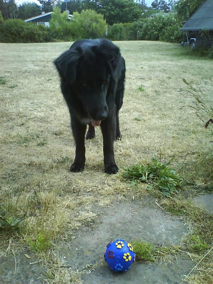 Blanding af racer Bjørn - Leg nu med mig! billede 5