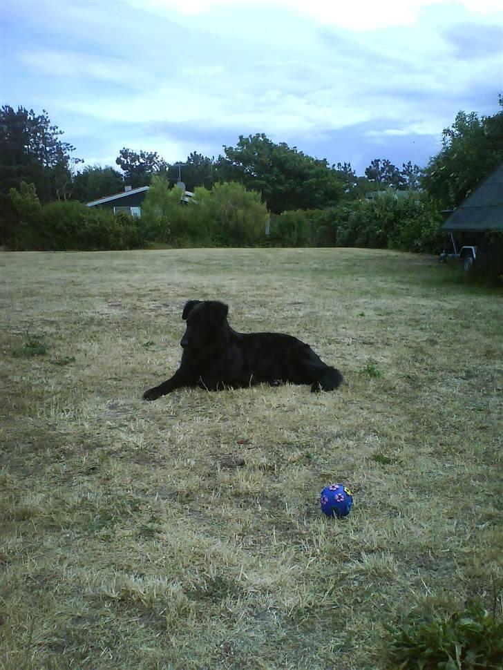 Blanding af racer Bjørn - Tager mig lige et tiltrængt hvil :0) billede 7