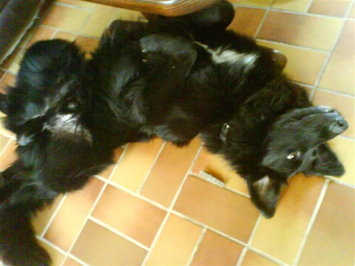 Blanding af racer Bjørn - Ihh hvor jeg hygger billede 8