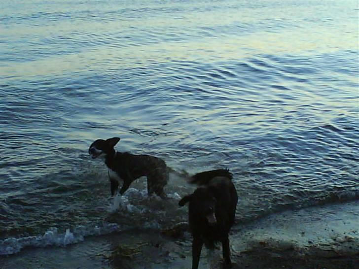 Blanding af racer Bjørn - Dejligt med en svømmetur billede 9