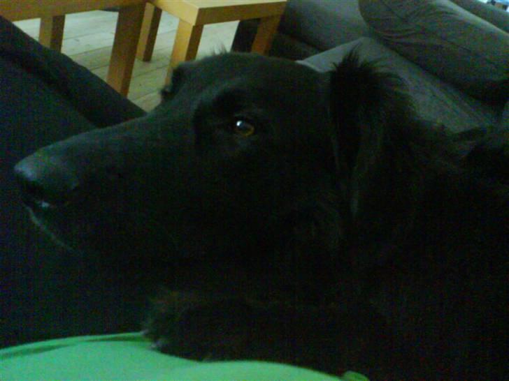 Blanding af racer Bjørn - Putter lige hos min mor, det er hyggeligt:0) billede 10