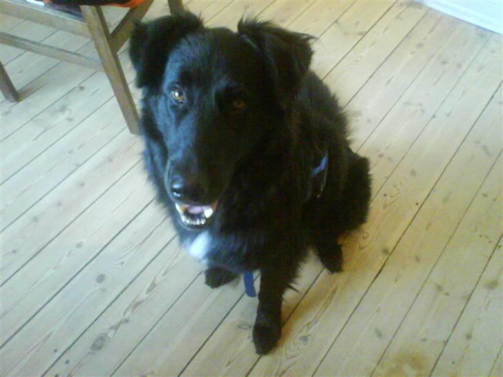 Blanding af racer Bjørn - Er jeg ikke sød? billede 11