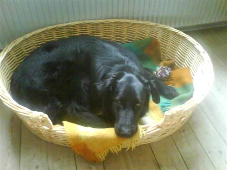 Blanding af racer Bjørn - Elsker MIN kurv :0) billede 13