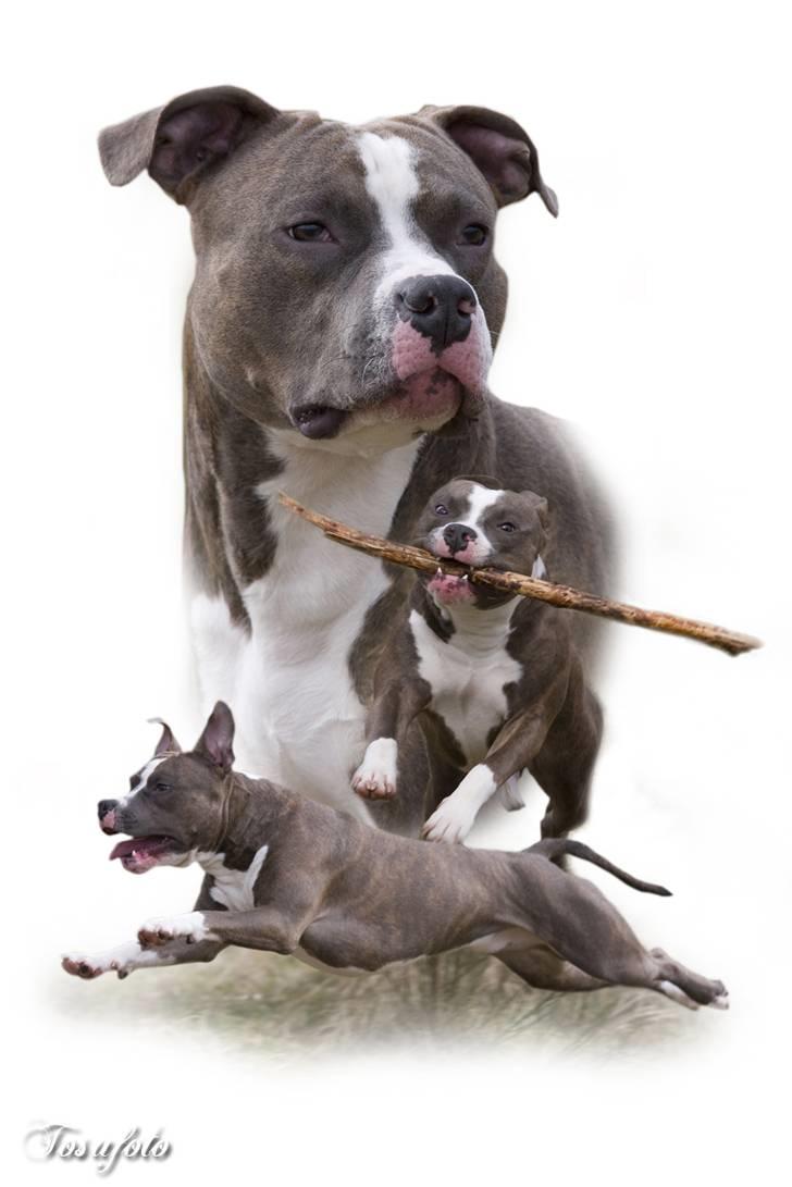 Amerikansk staffordshire terrier Dollar billede 7