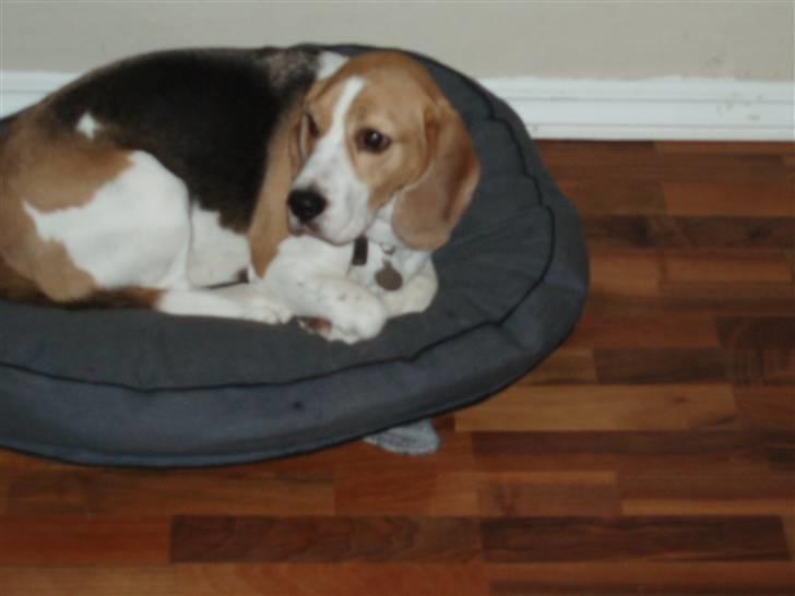 Beagle Buster. - Søde Buster, ser lidt bekymret ud. billede 3