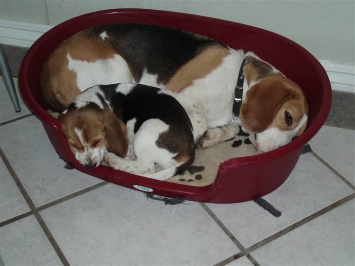 Beagle Buster. - Der er altid plads til en mere.. billede 4