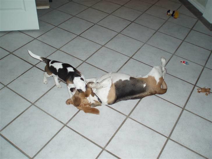 Beagle Buster. - Angrib.. billede 5