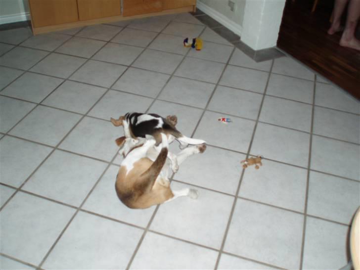 Beagle Buster. - Det kan da ikke passe at jeg skal bankes af min lillesøster!! billede 6