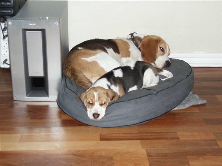 Beagle Buster. - Det er hårdt at lege..ZZZZZ billede 7