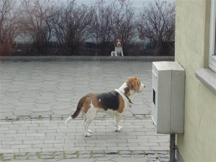 Beagle Buster. - Hva kommer der nogen...det skal jeg nok tage mig af. Bliv i busken Lady.. billede 8
