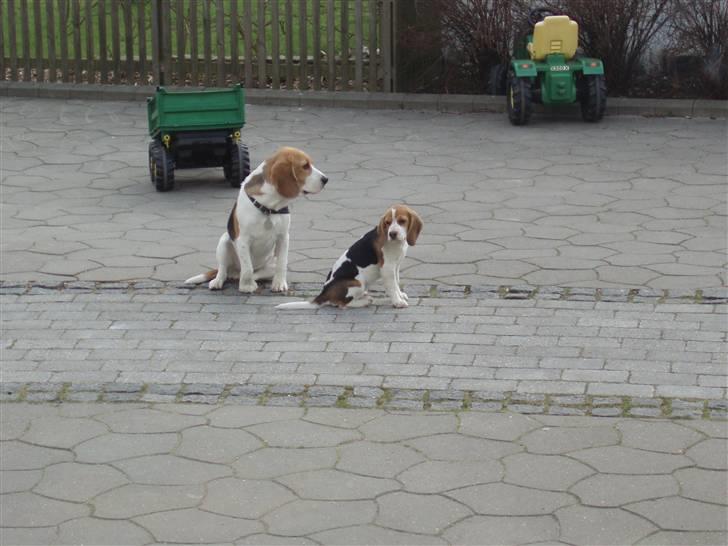 Beagle Buster. - Vi keeder os, lige nu... billede 9