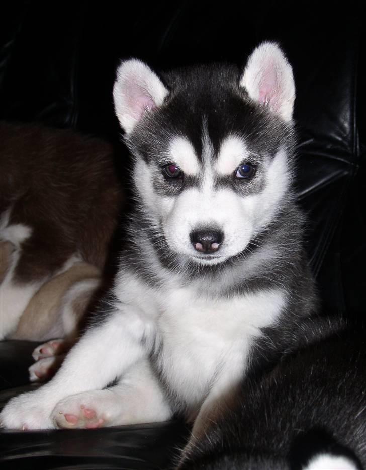 Siberian husky Balou (har Hvalpe) billede 1