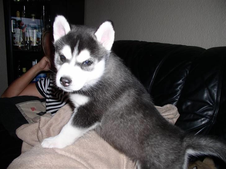 Siberian husky Balou (har Hvalpe) billede 2