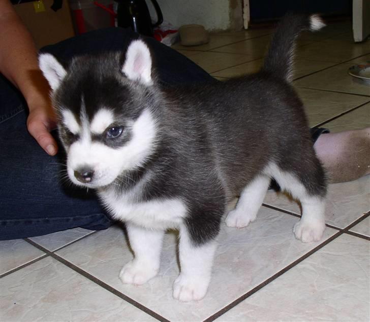 Siberian husky Balou (har Hvalpe) billede 3