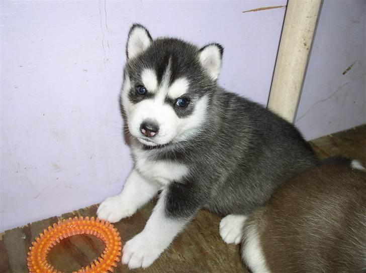 Siberian husky Balou (har Hvalpe) billede 4