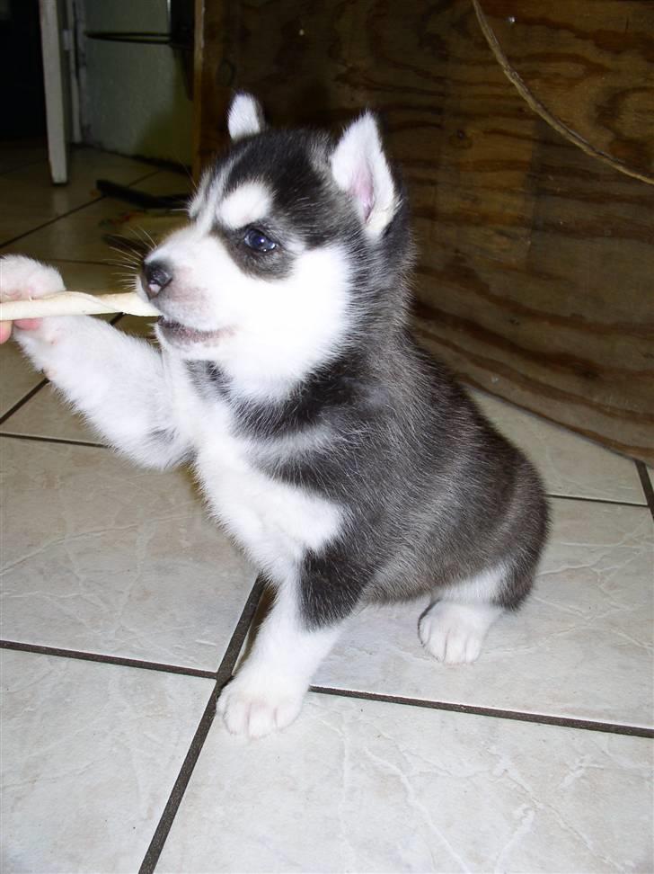 Siberian husky Balou (har Hvalpe) billede 5
