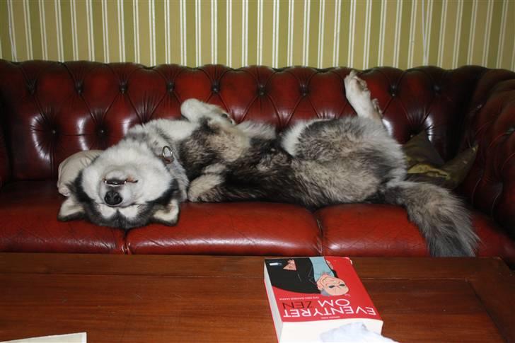 Alaskan malamute Ayrin - 1. lektion i afslapning: Slap heeeeelt af! billede 15