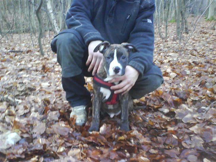 Amerikansk staffordshire terrier $ Hector $ billede 1