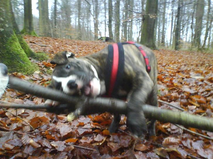 Amerikansk staffordshire terrier $ Hector $ - Den smager dælme godt. billede 2