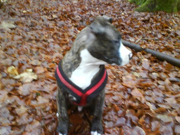 Amerikansk staffordshire terrier $ Hector $ billede 3