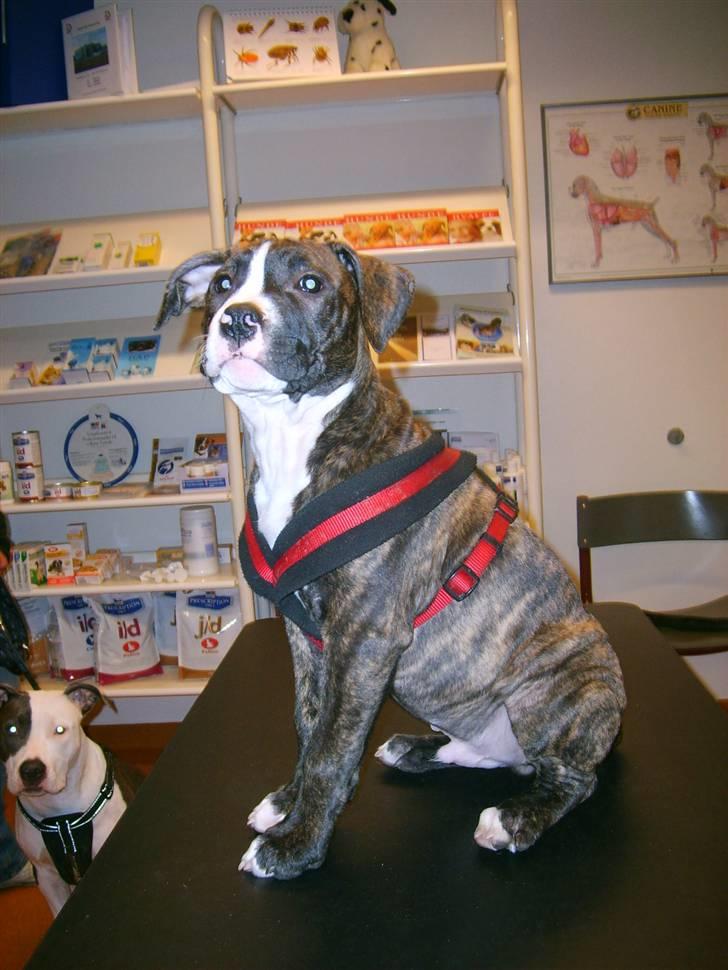 Amerikansk staffordshire terrier $ Hector $ - Da Hector var til Dr.dyr . her er han 10 uger  billede 4