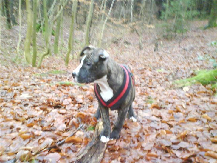 Amerikansk staffordshire terrier $ Hector $ billede 5