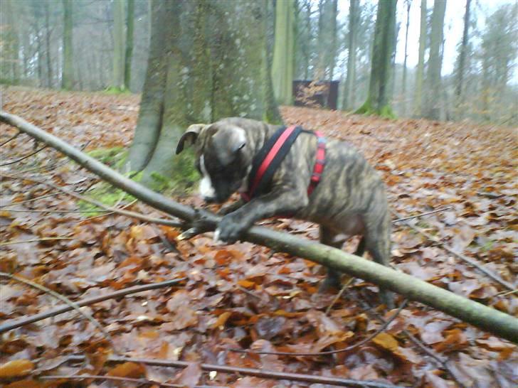 Amerikansk staffordshire terrier $ Hector $ billede 6